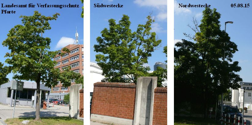 Landesamt für Verfassungsschutz 3 Ahornbäume.jpg