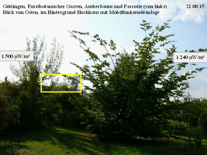 Forstbotanischer Garten Amberbaum Parrotie 21.08.15.jpg