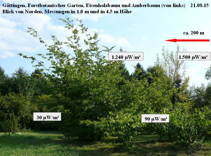 Forstbotanischer Garten Eisenholzbaum Amberbaum Messwerte 21.08.15.jpg