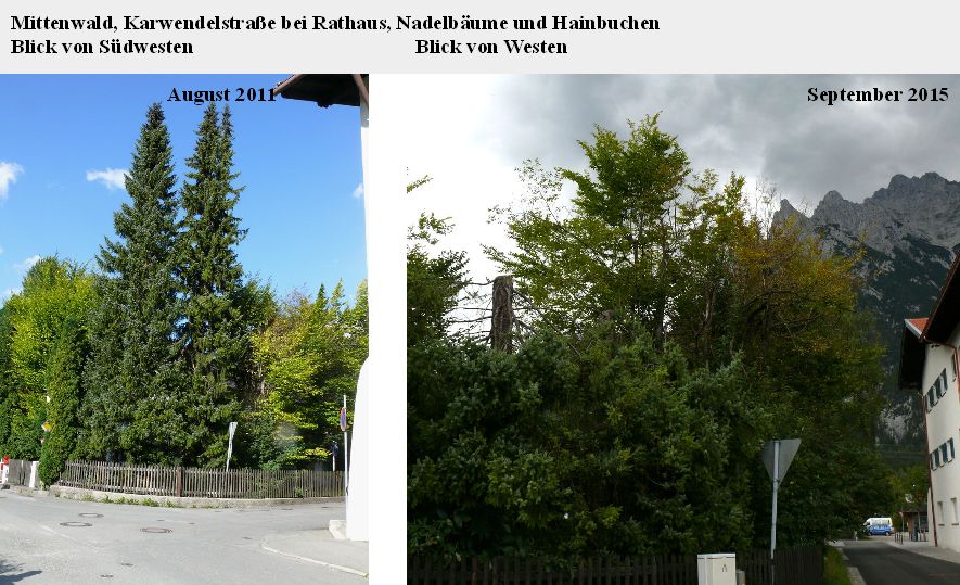 Mittenwald Karwendelstaße Nadelbäume Hainbuche 2011 und  2015.jpg