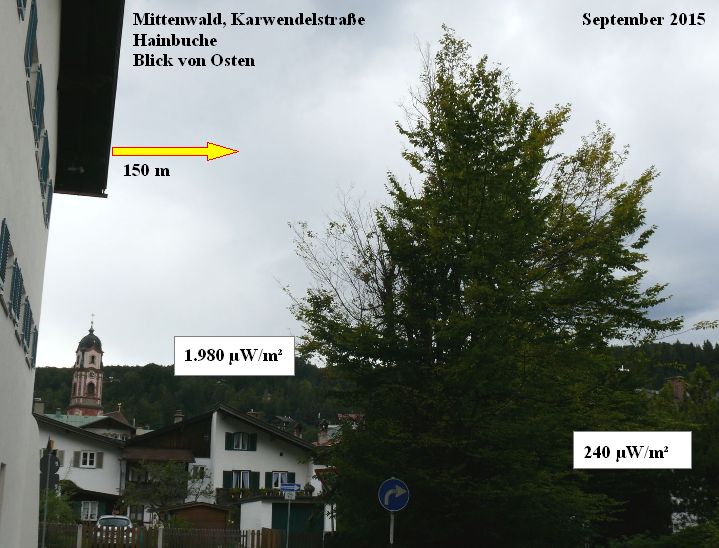 Mittenwald Karwendelstraße Hainbuche Messung Sept. 2015.jpg