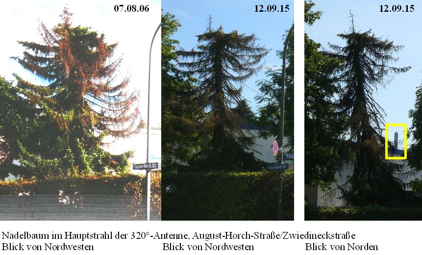 Nadelbaum 2006 und 2015.jpg