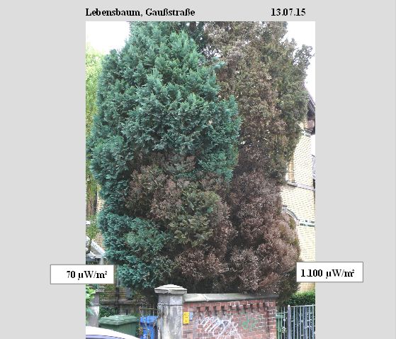 Bild 7 Lebensbaum Gaußstraße 13.07.15.jpg