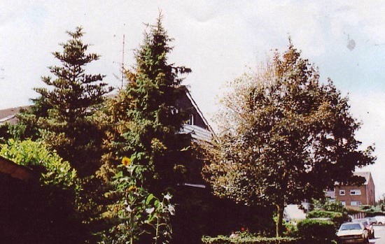 Fichten und Ahorn 1993 web.jpg