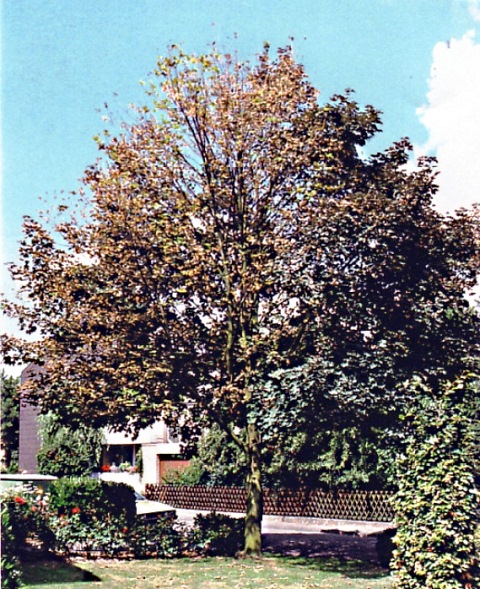Ahorn 1993 web.jpg