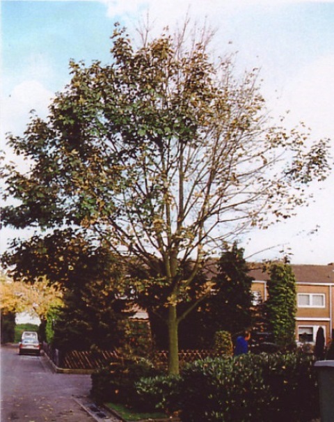 Ahorn 1993 web2.jpg