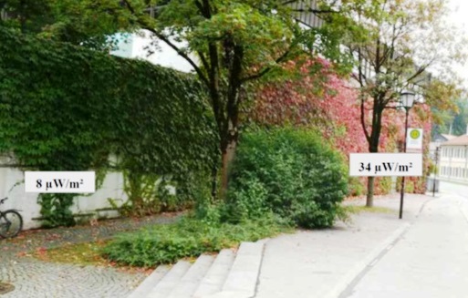 Wilder Wein zum Teil schattiert durch Baum web.jpg