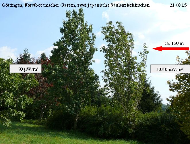 Forstbotanischer Garten Zierkirschen 21.08.15.jpg