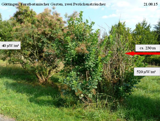 Forstbotanischer Garten Perückensträucher 21.08.15.jpg