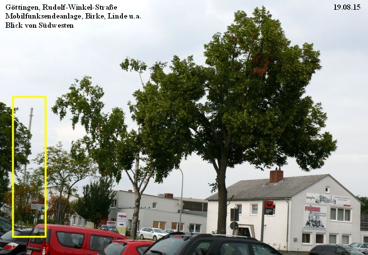 Göttingen Birke Linde 19.0815.jpg