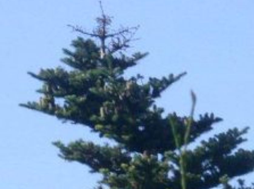 Blaufichte Wipfel web.jpg