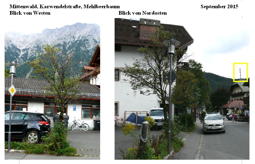 Mittenwald Karwendelstraße Mehlbeerbaum 2015.jpg