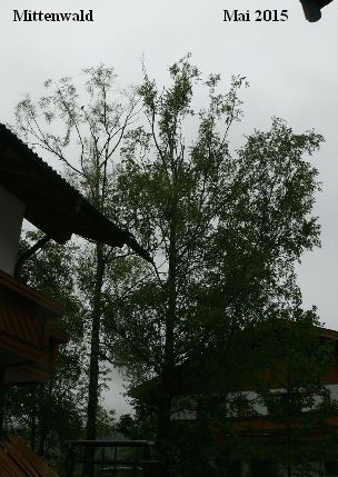 Mittenwald Birken Mai 2015.jpg