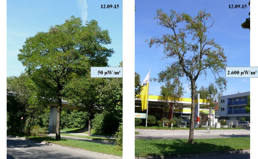 Robinien September 2015 mit Messungen.jpg