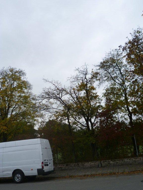 17.10.15 Robinie Hahnemannstr 006 - Kopie.JPG