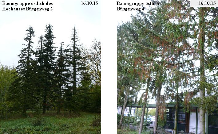 Sterbende_Nadelbäume_Nähe_Büsgenweg_2_und_4.jpg