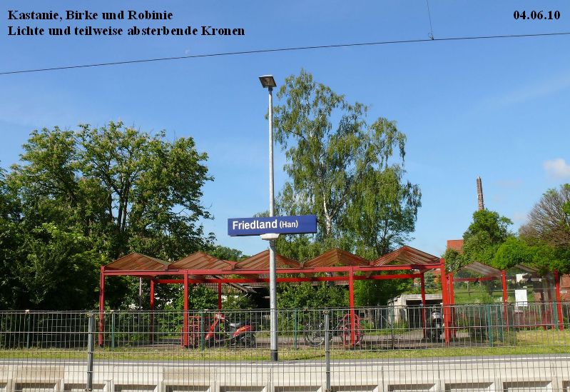 Friedland_Kastanie_Birke_Robinie_04.06.10.jpg