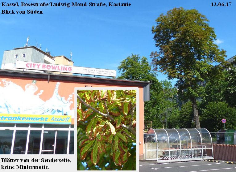 02_Kassel_Kastanie_120617.jpg