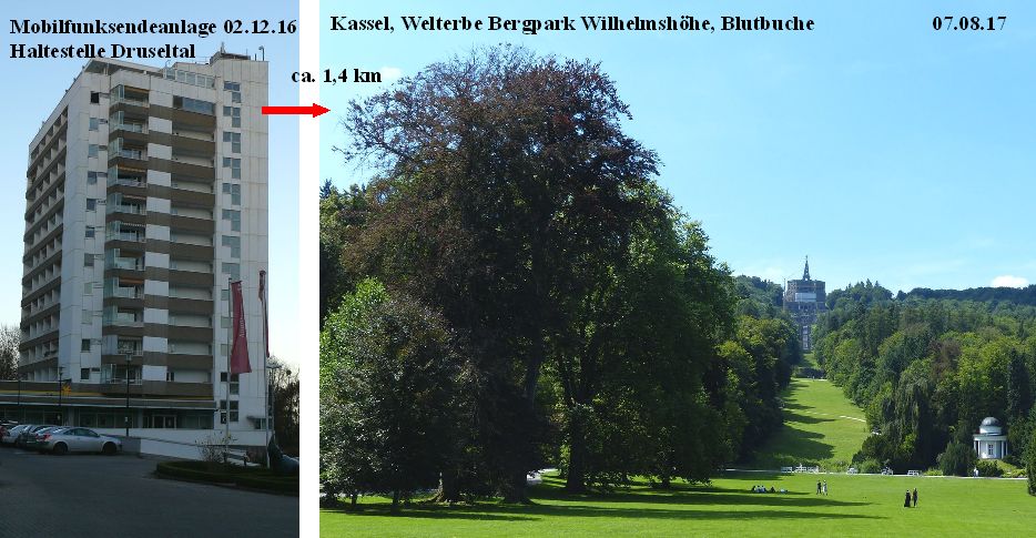 09_Kassel_Bergpark_Blutbuche_070817.jpg