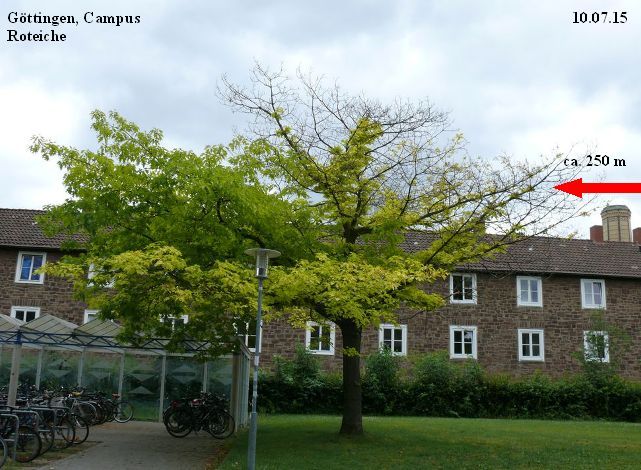 Göttingen_Roteiche_10.07.15.jpg