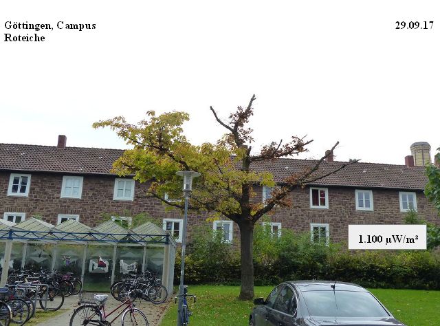 Göttingen_Roteiche_29.09.17.jpg