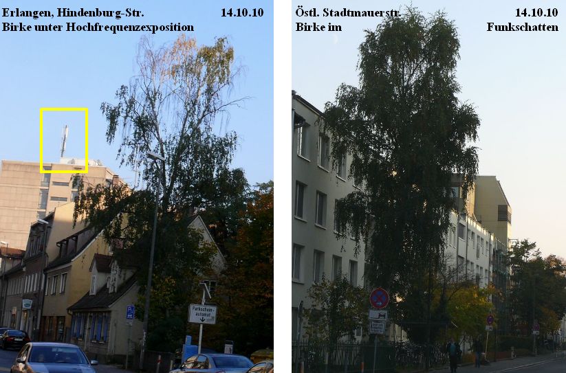 Erlangen_Birken_14.10.10.jpg