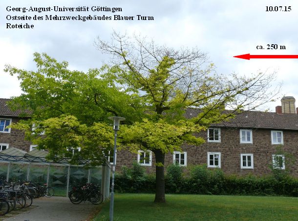 Bild 5 Roteiche Campus 10.07.15.jpg