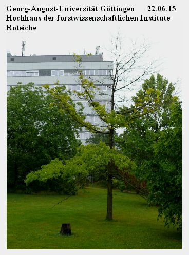 Bild 9 Roteiche Forstwissenschaften 22.06.15.jpg