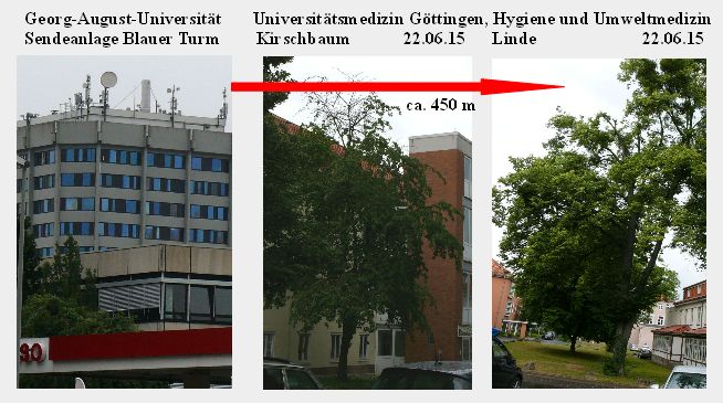 Bild 10 Kirsche Linde Umweltmedizin 22.06.15.jpg