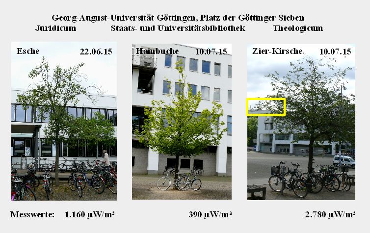 Bild 11 Esche Hainbuche Zier-Kirsche.jpg
