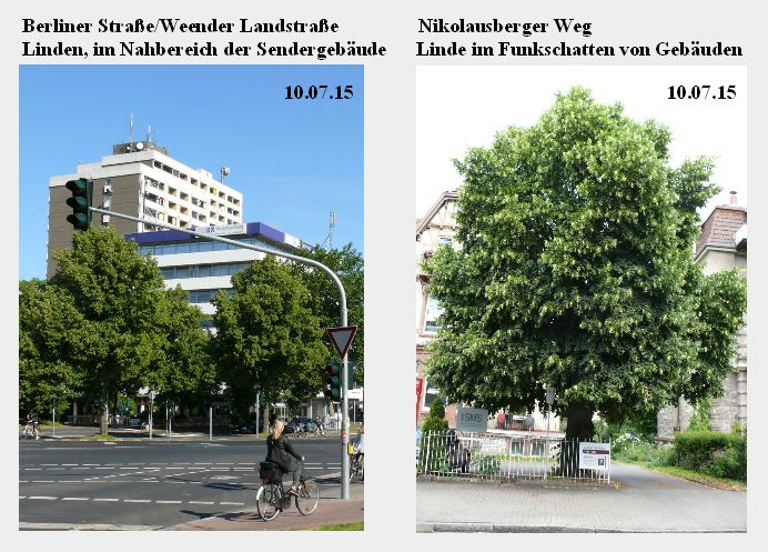 Bild 14  Grüne Linden 10.07.15.jpg