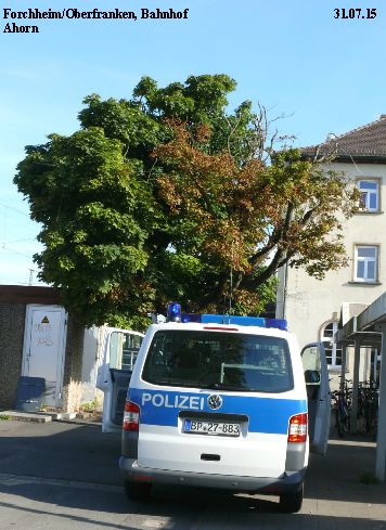 Ahorn Forchheim 31.07.15.jpg