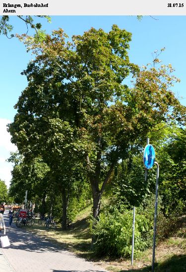 Ahorn Erlangen Busbahnhof.jpg