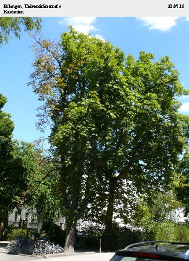 Kastanie Erlangen Universitätsstraße.jpg
