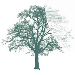 Schadsphäre Baumgrafik web.jpg