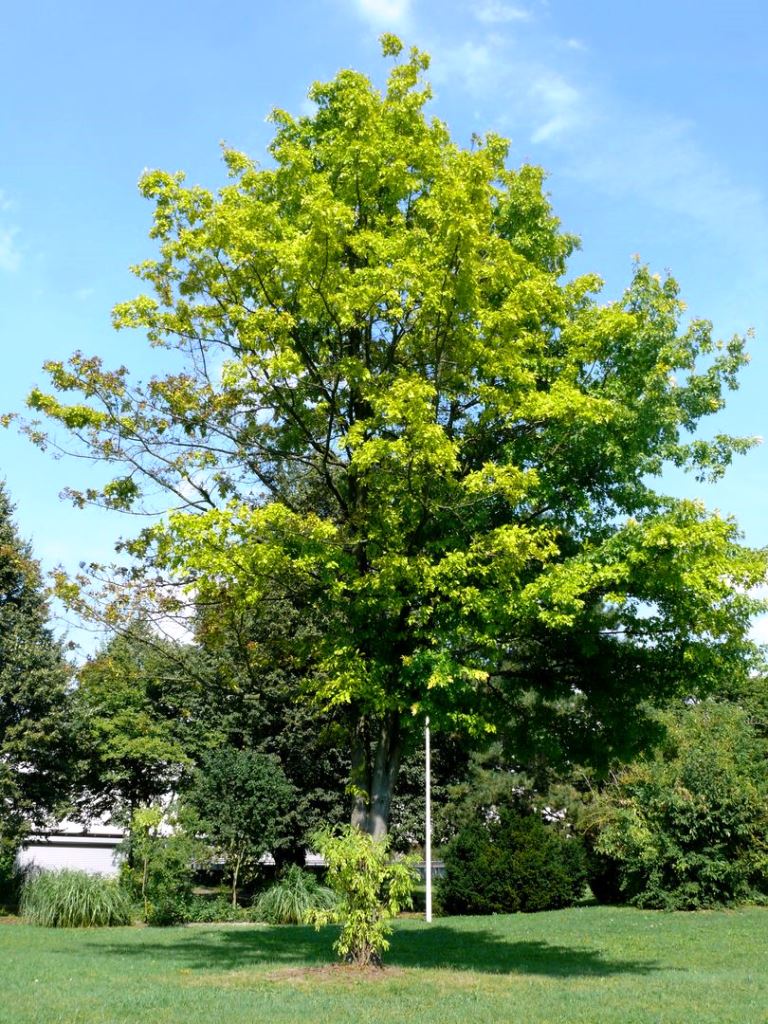 Roteiche August 2013 web.jpg