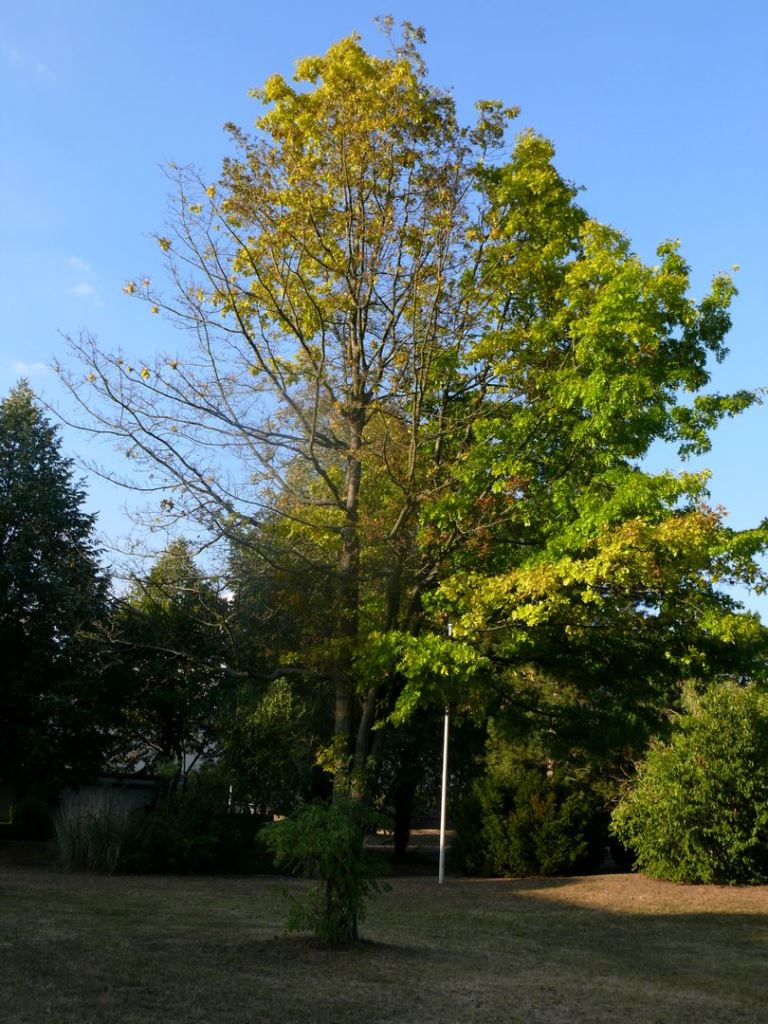 Roteiche August 2015 web.jpg