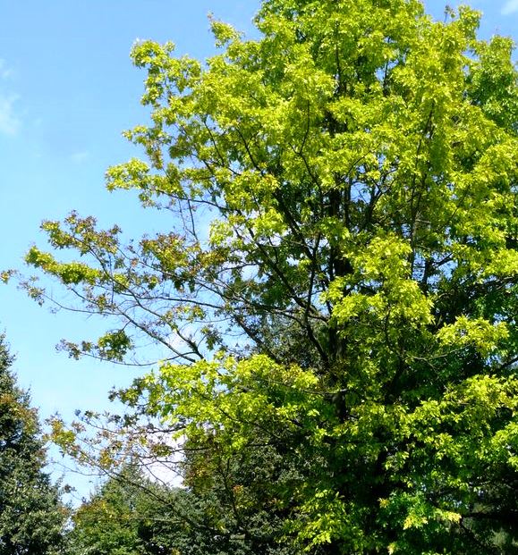 Roteiche August 2013 Ausschnitt Schadsphäre web.jpg