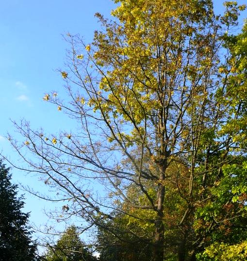 Roteiche  August 2015 Ausschnitt Schadsphäre web.jpg