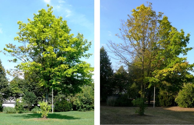 Roteiche August 2013 und August 2015 web.jpg