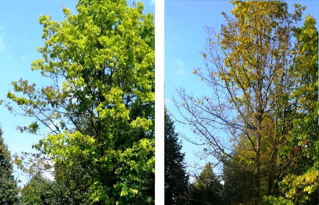 Roteiche August 2013 und August 2015 Ausschnitt Schadsphäre web.jpg