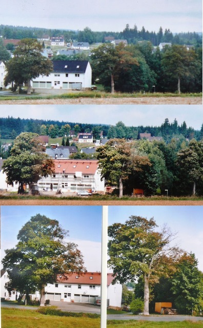 Bergahorne Reihe 2006 2008 2010.jpg