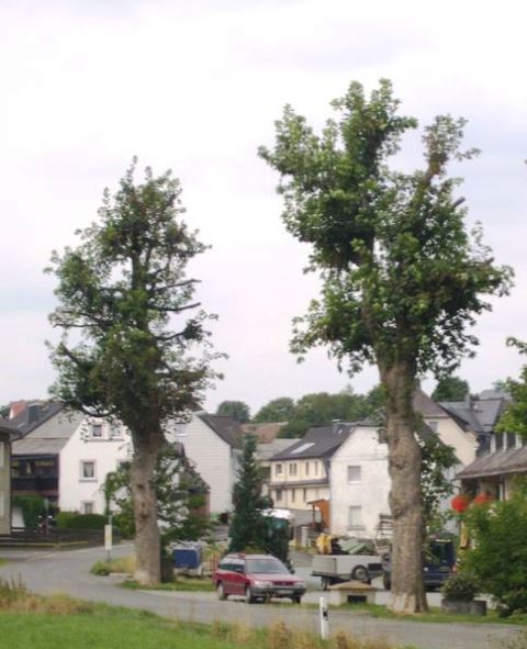 Bergahorne 2013 nach Baumpflege web.jpg