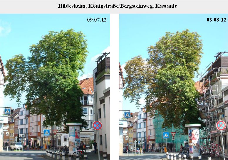Hildesheim Kastanie Juli August 2012.jpg