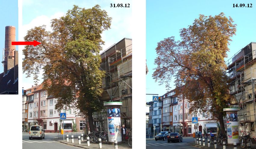 Hildesheim Kastanie Sept. 2012.jpg